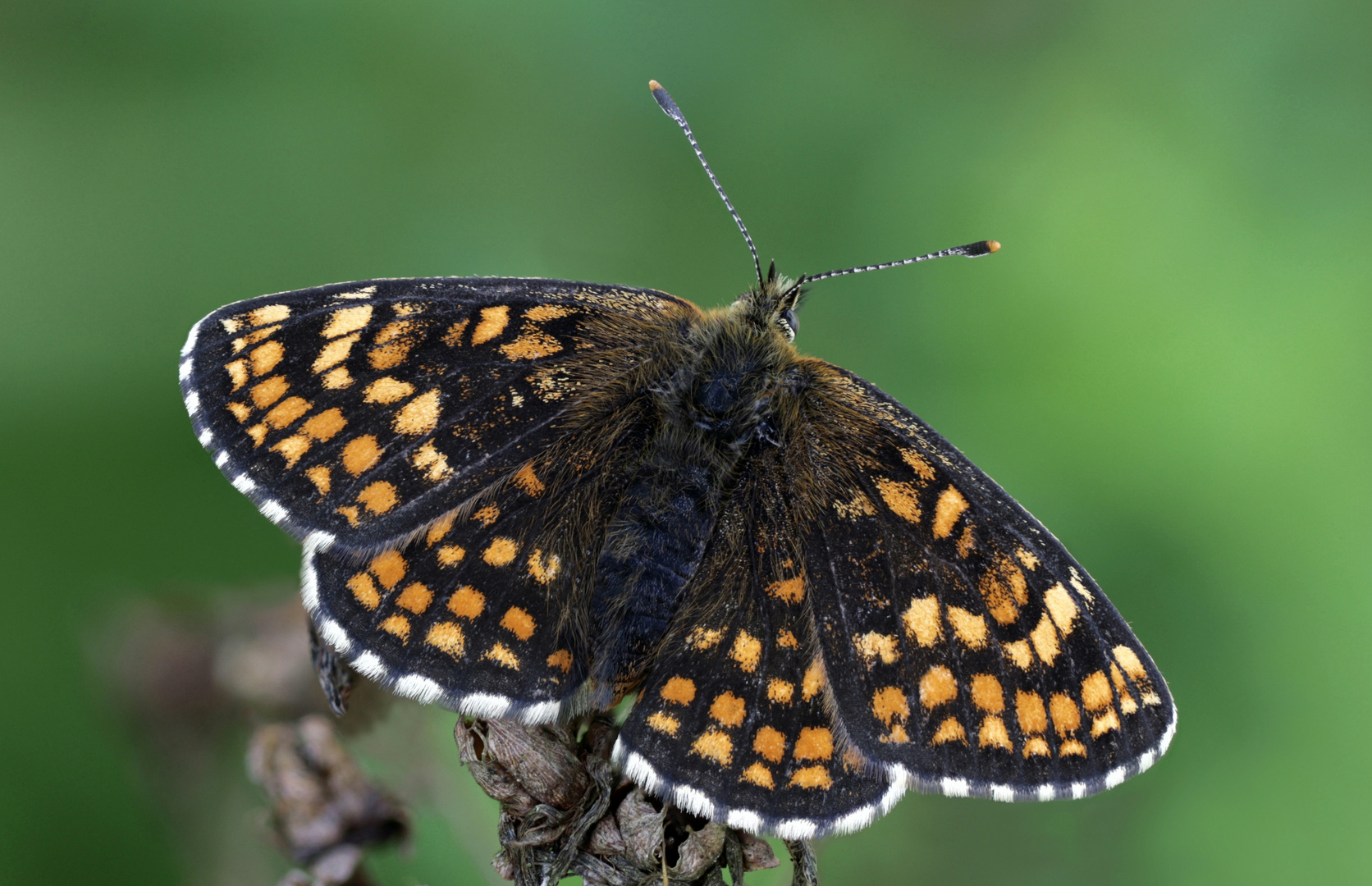 Wachtelweizen Scheckenfalter ( Melitaea athalia )