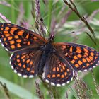 Wachtelweizen-Scheckenfalter (Melitaea athalia)