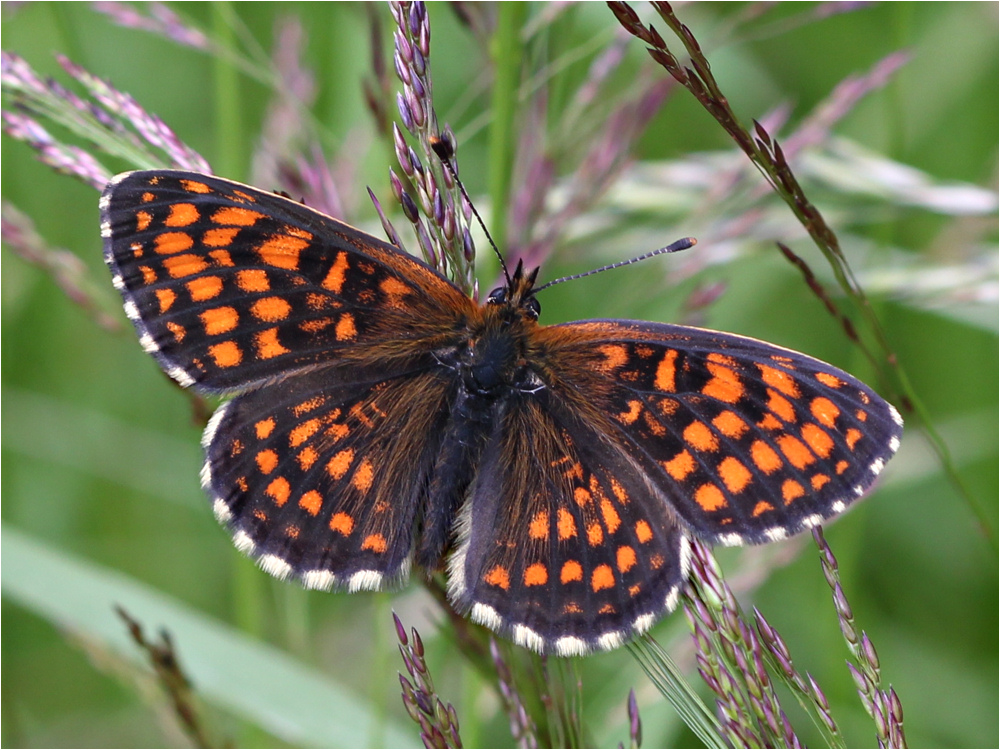 Wachtelweizen-Scheckenfalter (Melitaea athalia)