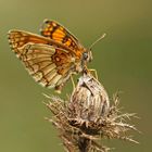 Wachtelweizen-Scheckenfalter (Melitaea athalia), Aberration