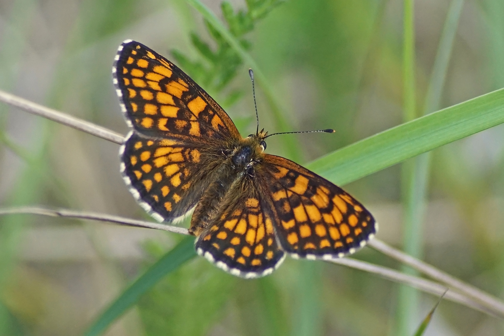 Wachtelweizen-Scheckenfalter (Melitaea athalia)