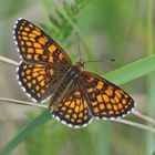 Wachtelweizen-Scheckenfalter (Melitaea athalia)