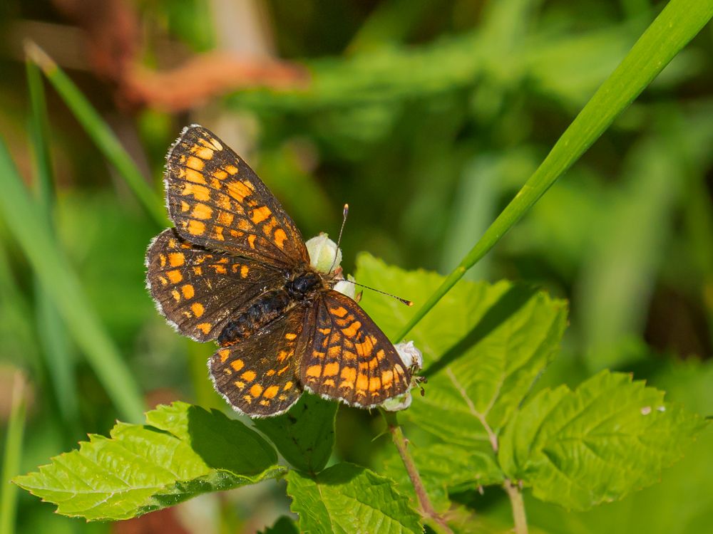 Wachtelweizen-Scheckenfalter (Melitaea athalia)