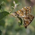 Wachtelweizen-Scheckenfalter (Melitaea athalia)