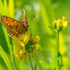 Wachtelweizen-Scheckenfalter (Melitaea athalia)