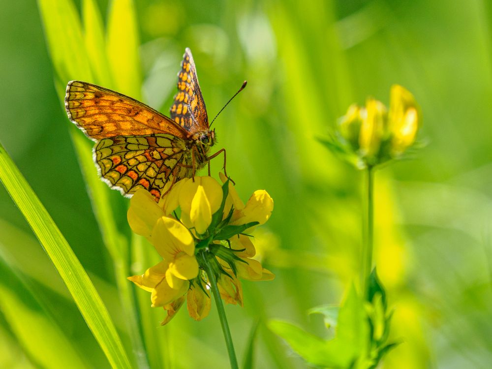 Wachtelweizen-Scheckenfalter (Melitaea athalia)