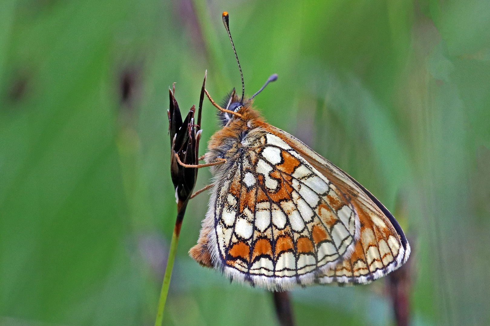 Wachtelweizen-Scheckenfalter (Melitaea athalia)