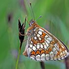 Wachtelweizen-Scheckenfalter (Melitaea athalia)