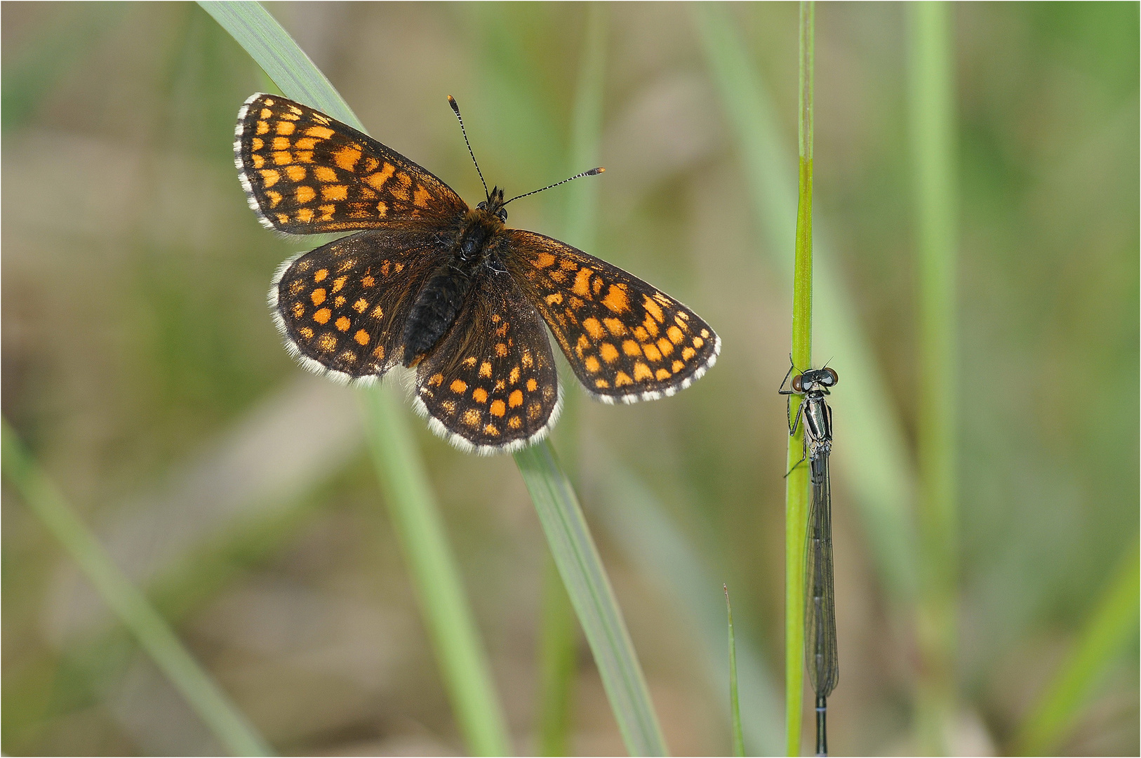 Wachtelweizen-Scheckenfalter (Melitaea athalia)