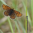 Wachtelweizen-Scheckenfalter (Melitaea athalia)