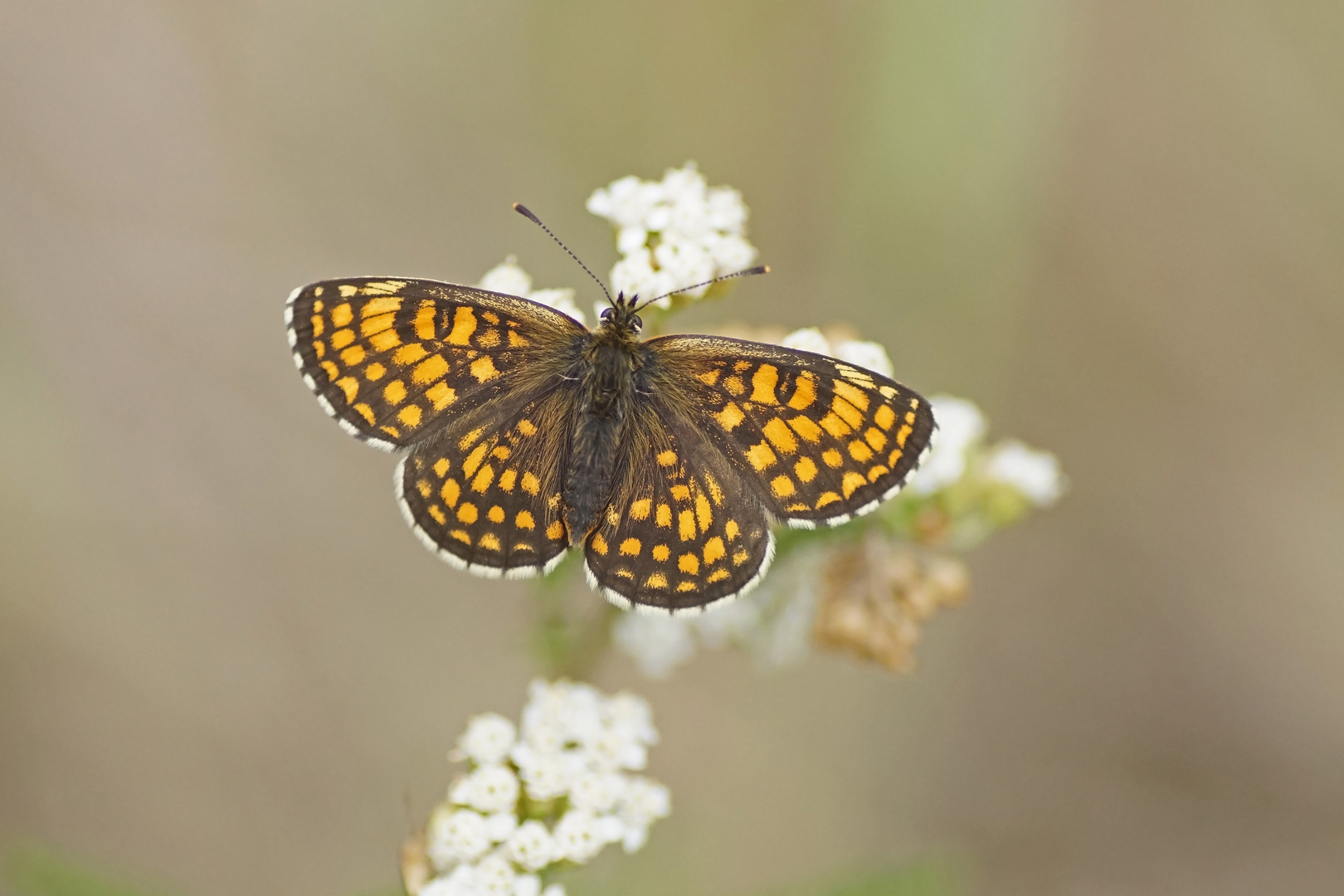 Wachtelweizen-Scheckenfalter (Melitaea athalia)