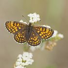 Wachtelweizen-Scheckenfalter (Melitaea athalia)