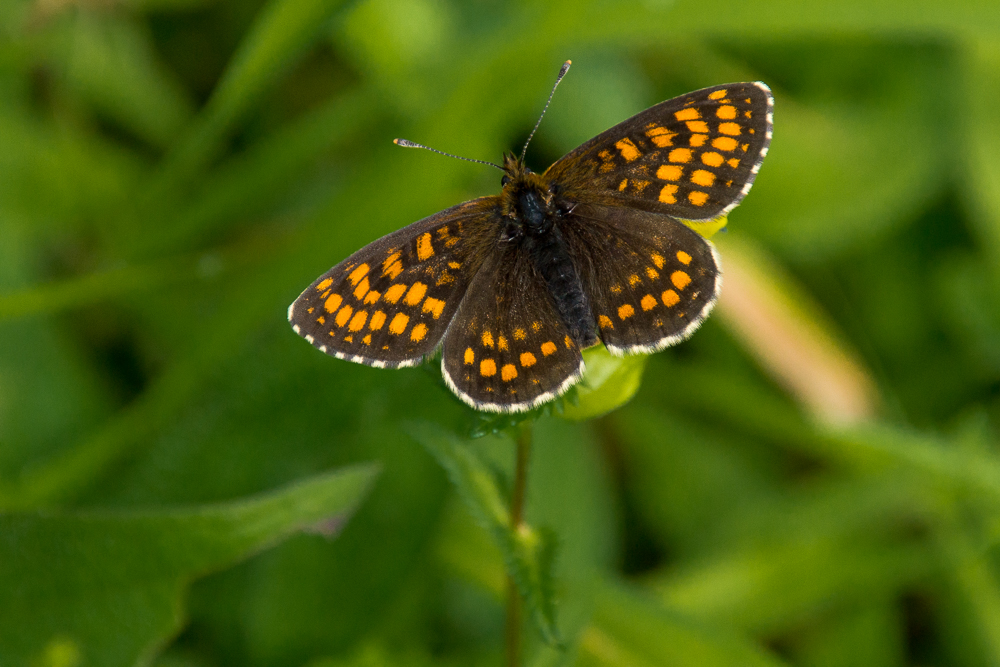 Wachtelweizen-Scheckenfalter (Melitaea athalia)