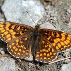 Wachtelweizen-Scheckenfalter (Melitaea athalia)