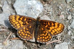 Wachtelweizen-Scheckenfalter (Melitaea athalia)