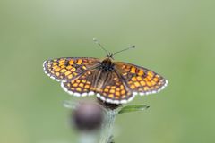 Wachtelweizen-Scheckenfalter (Melitaea athalia)