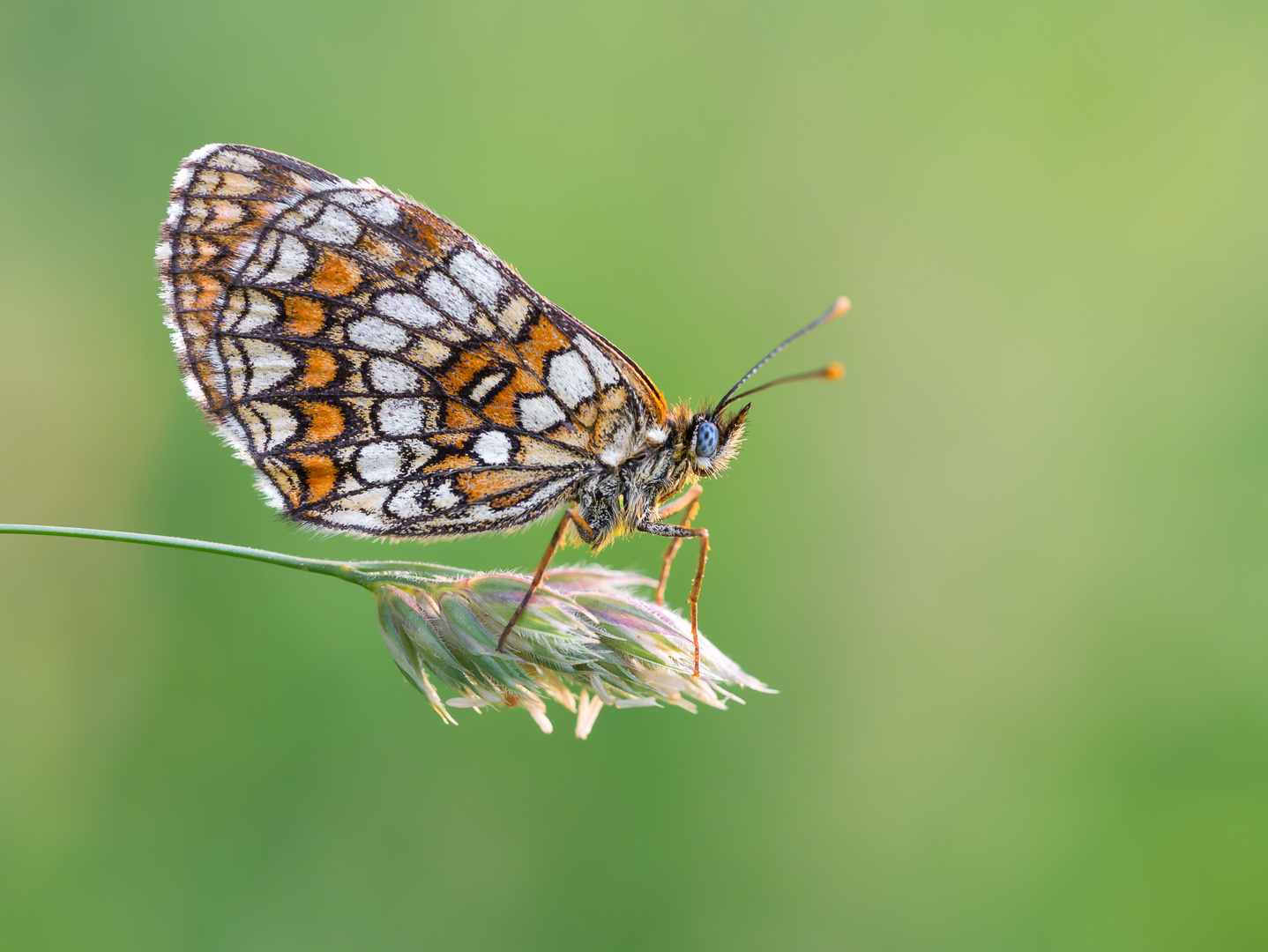 Wachtelweizen-Scheckenfalter (Melitaea athalia)