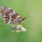 Wachtelweizen-Scheckenfalter (Melitaea athalia)