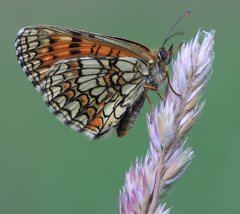 Wachtelweizen Scheckenfalter (Melitaea athalia)