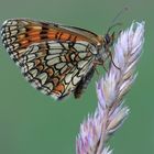 Wachtelweizen Scheckenfalter (Melitaea athalia)