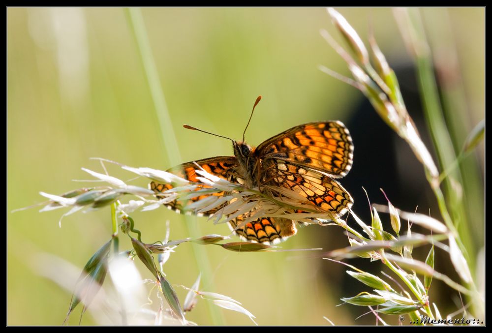 Wachtelweizen-Scheckenfalter (Melitaea athalia)