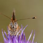 Wachtelweizen Scheckenfalter (Melitaea athalia)