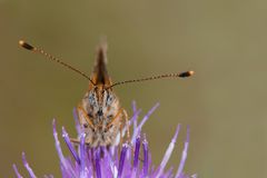 Wachtelweizen Scheckenfalter (Melitaea athalia)