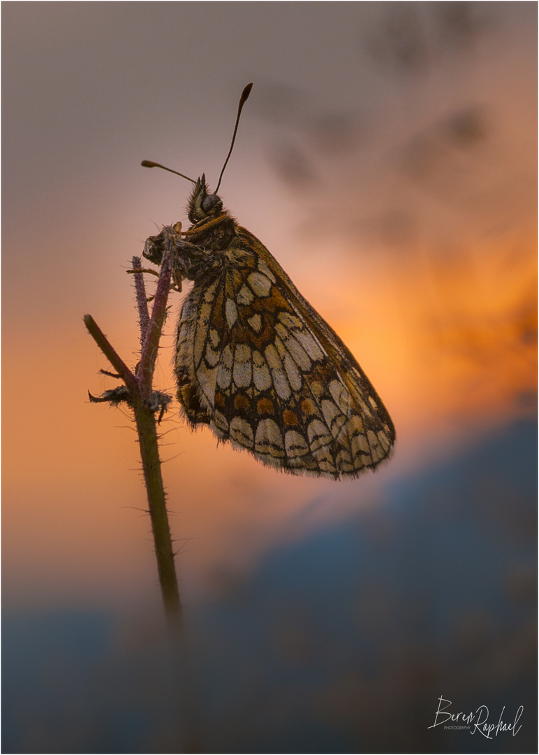 Wachtelweizen-Scheckenfalter (Melitaea athalia) im Abendlicht