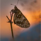 Wachtelweizen-Scheckenfalter (Melitaea athalia) im Abendlicht