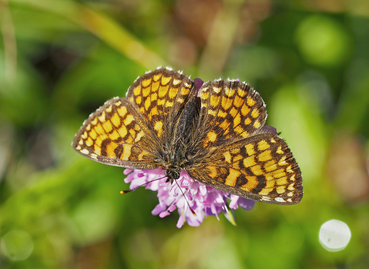 Wachtelweizen-Scheckenfalter (Melitaea athalia) - La mélitée du mélampyre.