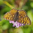 Wachtelweizen-Scheckenfalter (Melitaea athalia) - La mélitée du mélampyre.