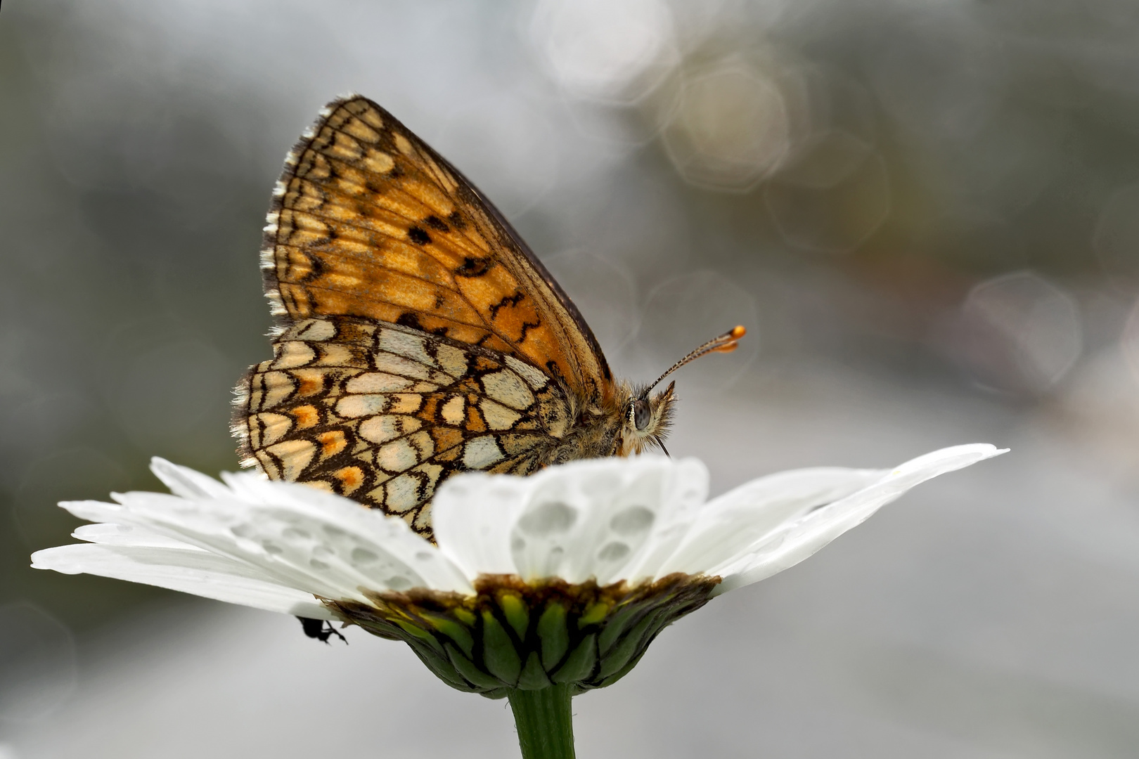 Wachtelweizen-Scheckenfalter (Melitaea athalia)*! - Les papillons profitent de l'été!