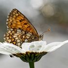 Wachtelweizen-Scheckenfalter (Melitaea athalia)*! - Les papillons profitent de l'été!