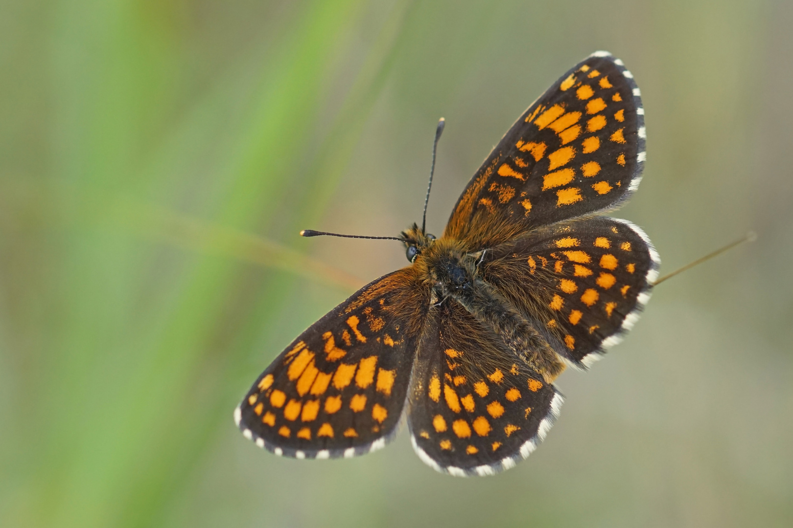 Wachtelweizen-Scheckenfalter (Melitaea athalia), Männchen