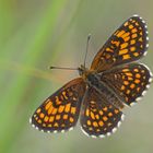 Wachtelweizen-Scheckenfalter (Melitaea athalia), Männchen