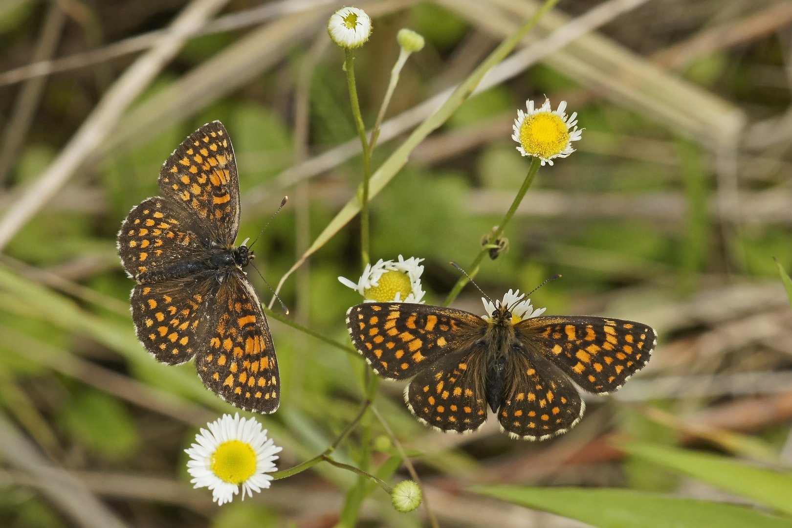 Wachtelweizen-Scheckenfalter (Melitaea athalia), Paar