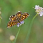 Wachtelweizen-Scheckenfalter (Melitaea athalia) saugend an Grasnelke