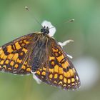 Wachtelweizen-Scheckenfalter (Melitaea athalia)* - Une petite beauté qui papillonne vers le ciel...