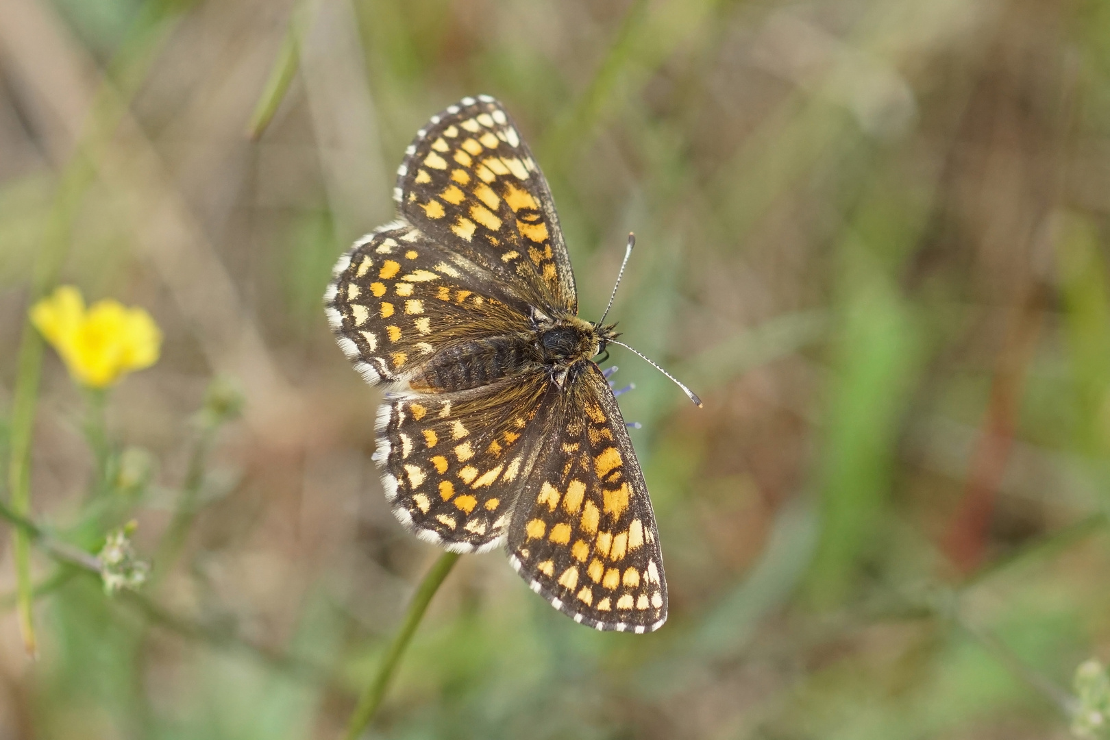 Wachtelweizen-Scheckenfalter (Melitaea athalia), Weibchen