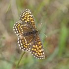 Wachtelweizen-Scheckenfalter (Melitaea athalia), Weibchen