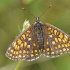 Wachtelweizen-Scheckenfalter (Melitaea athalia), Weibchen