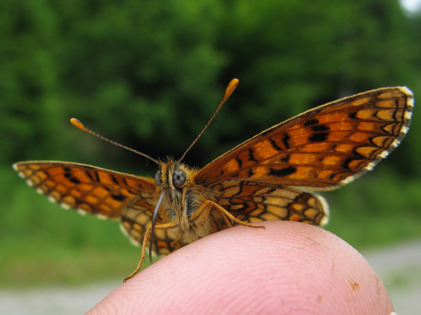 Wachtelweizen-Scheckenfalter (Mellicta athalia)