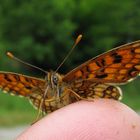 Wachtelweizen-Scheckenfalter (Mellicta athalia)