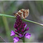 Wachtelweizen-Scheckenfalter(Melitaea athalia).