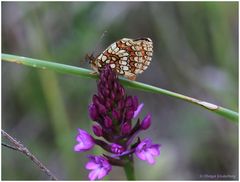 Wachtelweizen-Scheckenfalter(Melitaea athalia).