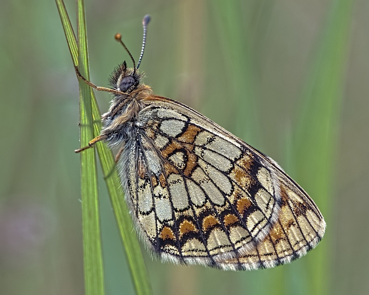 Wachtelweizenschekenfalter Makro