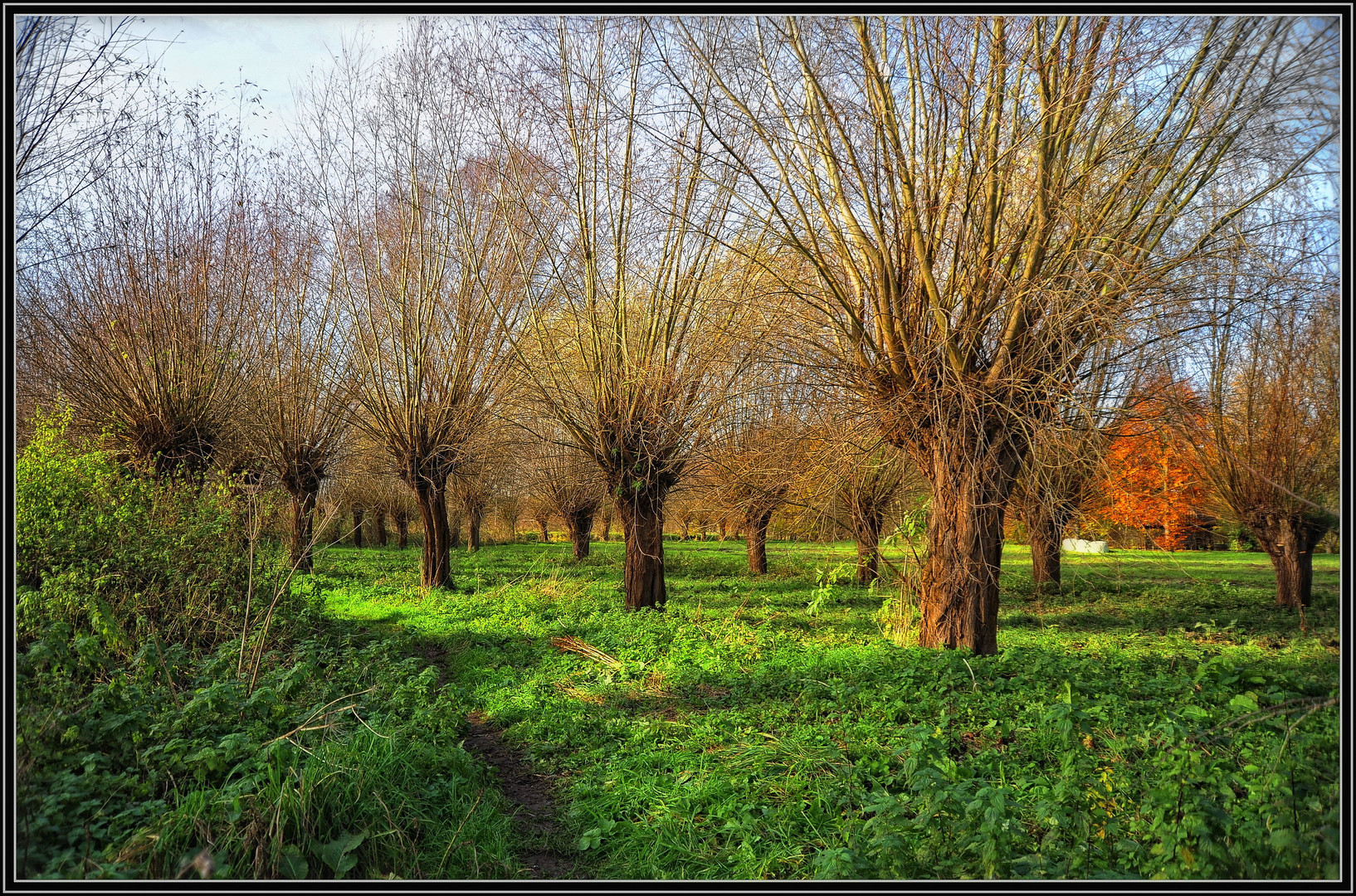 Wachtendonk - Kopfweiden in den Niers-Auen