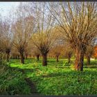 Wachtendonk - Kopfweiden in den Niers-Auen