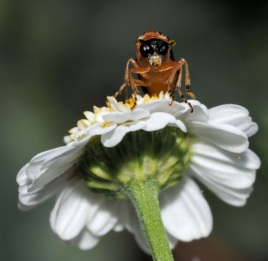 Wachtposten auf der Blüte ...