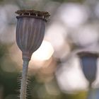 Wachturm im Garten